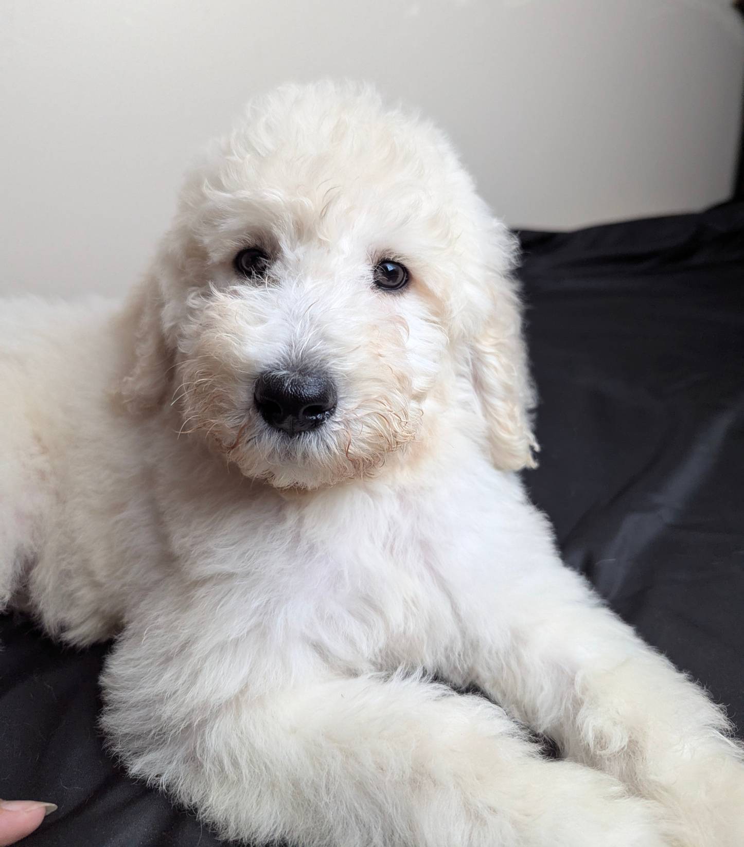 Duke, a male Poodle - Standard  for sale in Southfield, MI – Photo 4 of 8