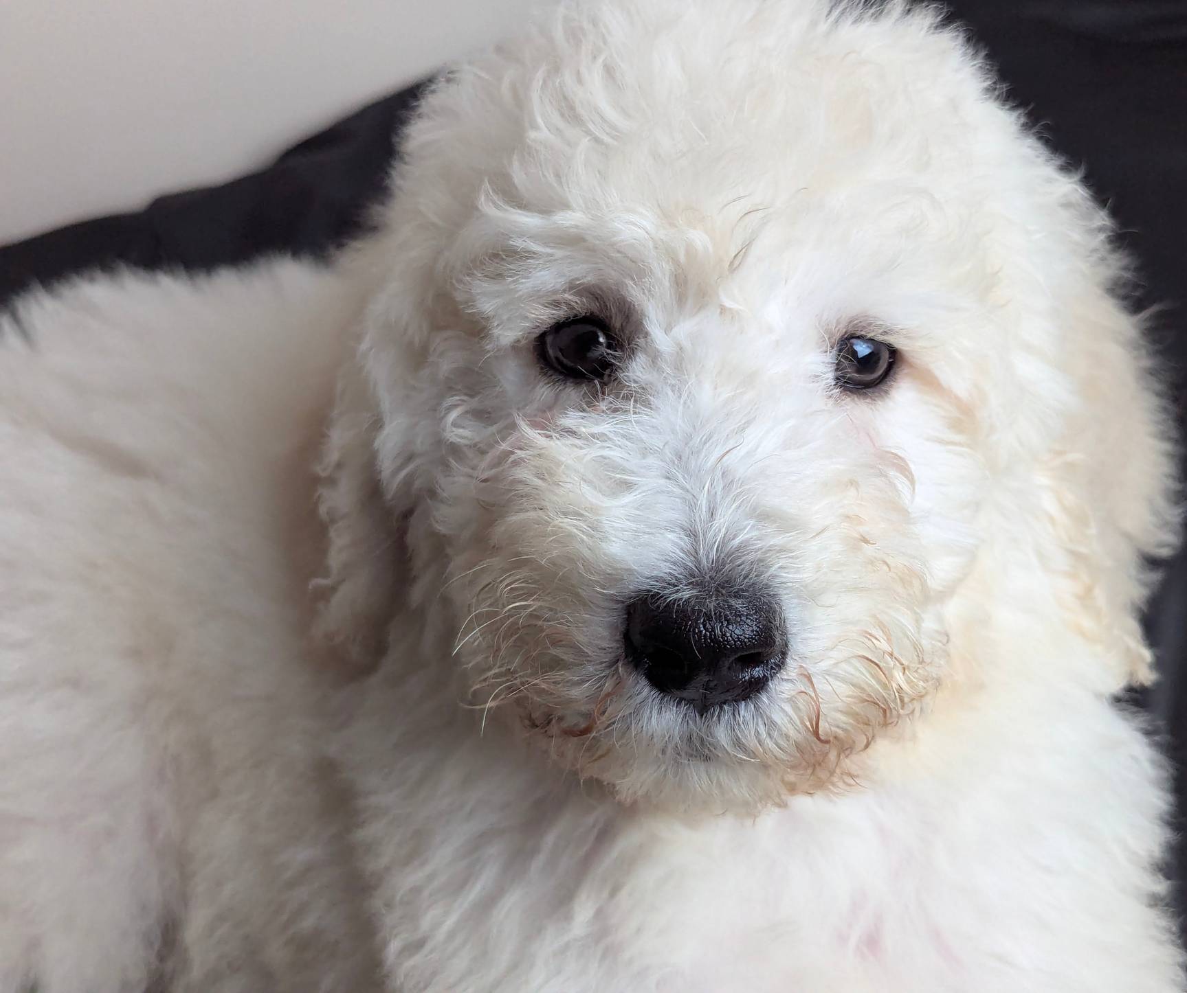 Duke, a male Poodle - Standard  for sale in Southfield, MI – Photo 2 of 8