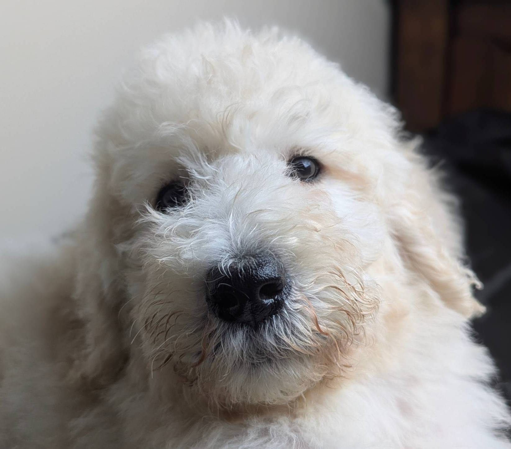 Duke, a male Poodle - Standard  for sale in Southfield, MI – Photo 3 of 8