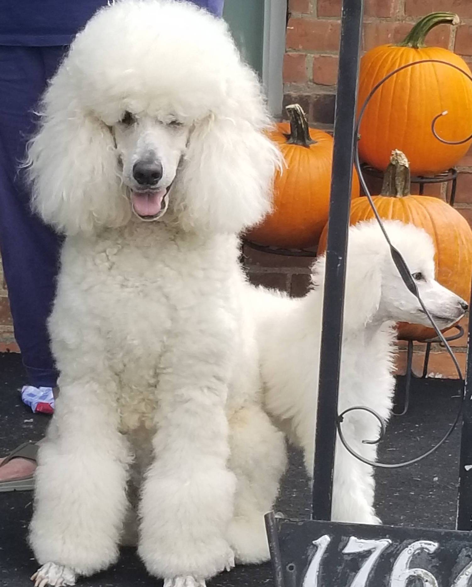 WHITES, a male Poodle - Standard  for sale in Southfield, MI – Photo 3 of 6