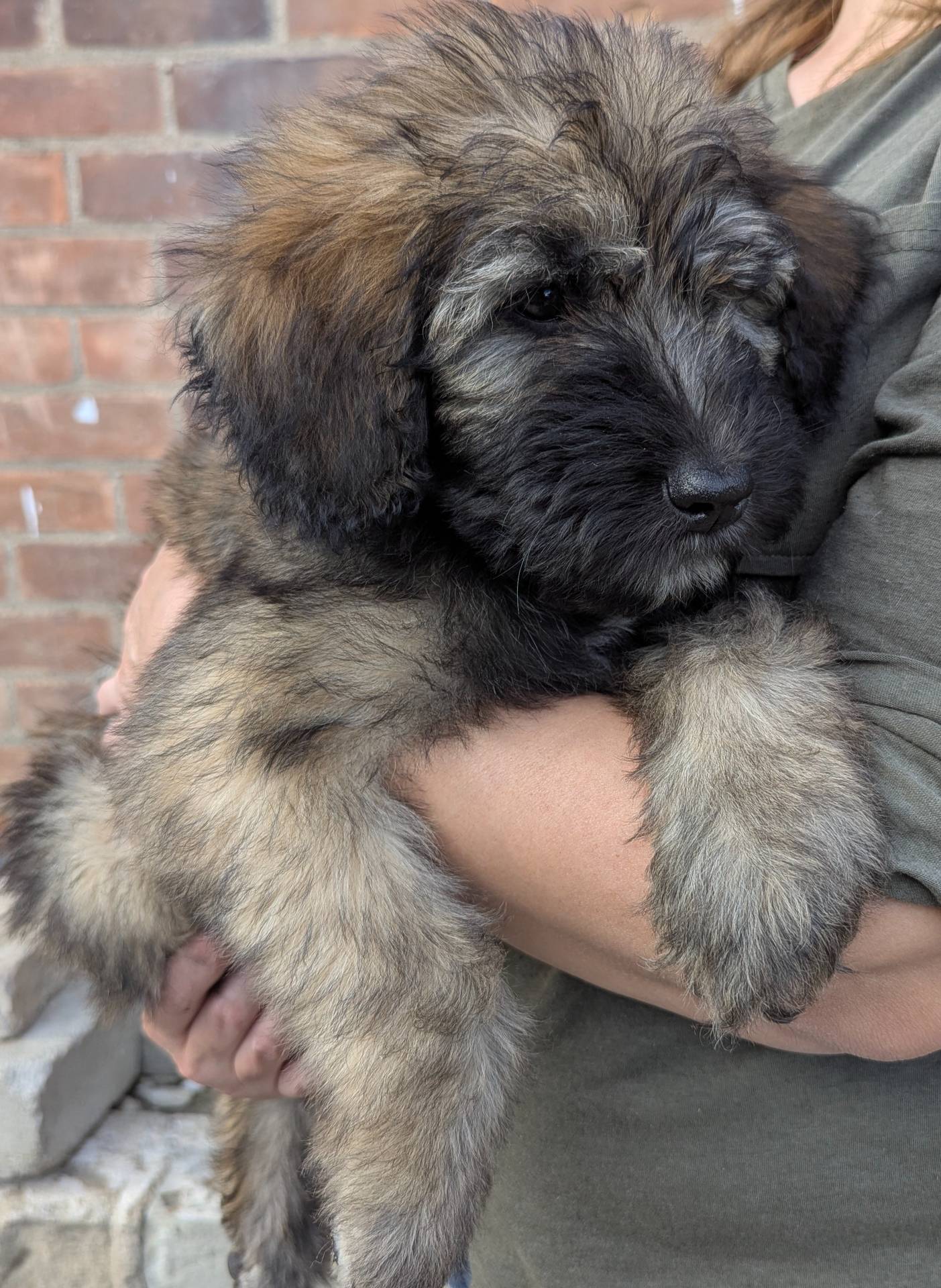 Sale ENDS at MIDNIGHT, a male Bouvier des Flandres and Poodle - Standard  for sale in Southfield, MI – Photo 6 of 6