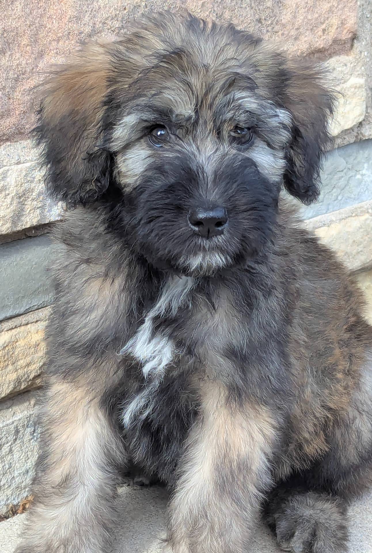 Sale ENDS at MIDNIGHT, a male Bouvier des Flandres and Poodle - Standard  for sale in Southfield, MI – Photo 5 of 6