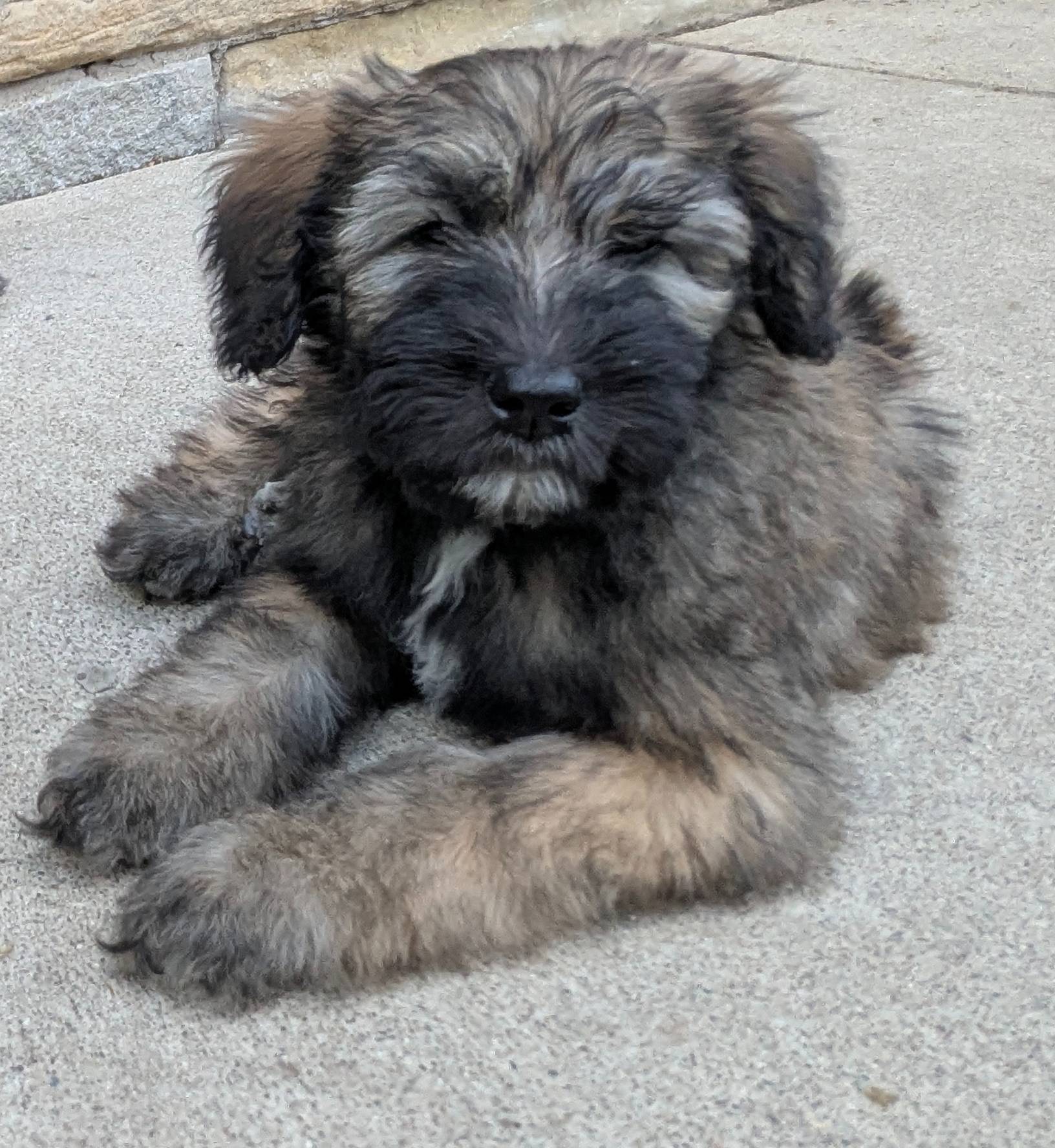 Sale ENDS at MIDNIGHT, a male Bouvier des Flandres and Poodle - Standard  for sale in Southfield, MI – Photo 2 of 6
