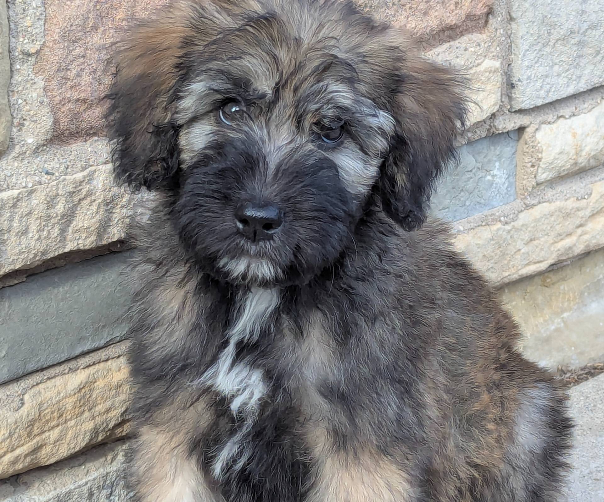 Sale ENDS at MIDNIGHT, a male Bouvier des Flandres and Poodle - Standard  for sale in Southfield, MI – Photo 4 of 6