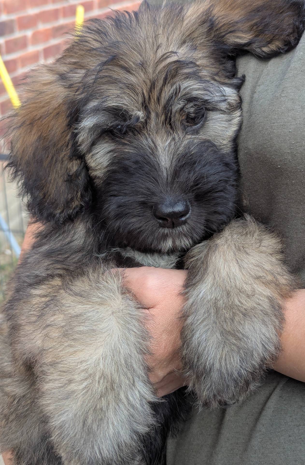 Sale ENDS at MIDNIGHT, a male Bouvier des Flandres and Poodle - Standard  for sale in Southfield, MI – Photo 3 of 6