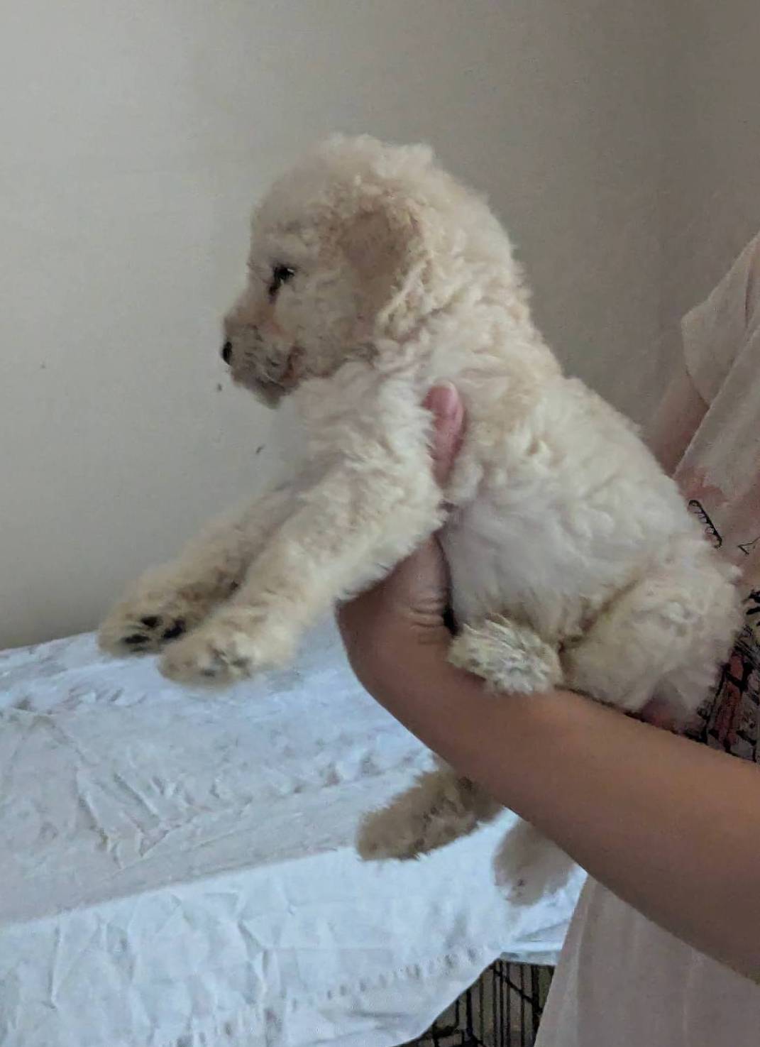 Jedi, a male Poodle - Standard  for sale in Southfield, MI – Photo 4 of 8