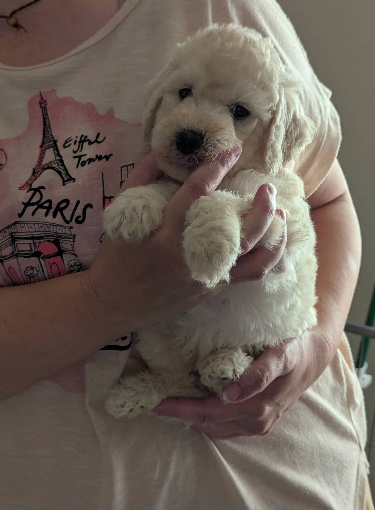 Jedi, a male Poodle - Standard  for sale in Southfield, MI – Photo 5 of 8