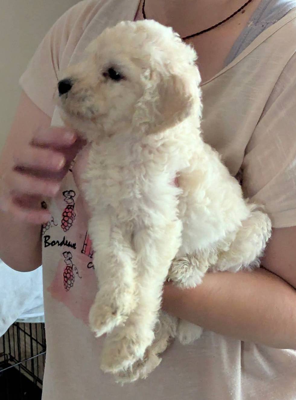 Jedi, a male Poodle - Standard  for sale in Southfield, MI – Photo 6 of 8