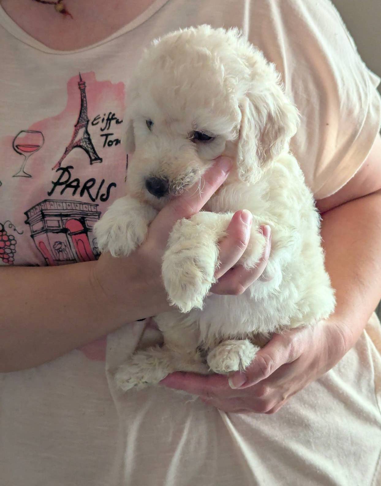 Jedi, a male Poodle - Standard  for sale in Southfield, MI – Photo 3 of 8