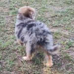Rusty, a male Miniature Australian Shepherd and Morkie for sale in Van Buren, AR – Photo 5 of 10
