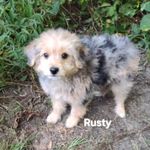 Rusty, a male Miniature Australian Shepherd and Morkie for sale in Van Buren, AR – Photo 2 of 10