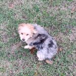Rusty, a male Miniature Australian Shepherd and Morkie for sale in Van Buren, AR – Photo 7 of 10
