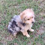 Rusty, a male Miniature Australian Shepherd and Morkie for sale in Van Buren, AR – Photo 8 of 10