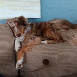 Rusty, a male Miniature Australian Shepherd and Morkie for sale in Van Buren, AR – Photo 9 of 10