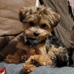 Rusty, a male Miniature Australian Shepherd and Morkie for sale in Van Buren, AR – Photo 10 of 10