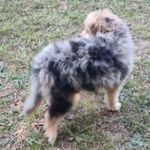 Rusty, a male Miniature Australian Shepherd and Morkie for sale in Van Buren, AR – Photo 4 of 10