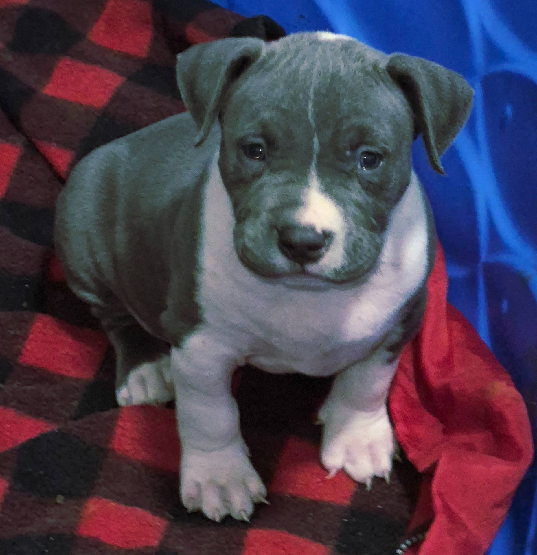 River, a male American Bully for sale in Chicago, IL – Photo 7 of 8