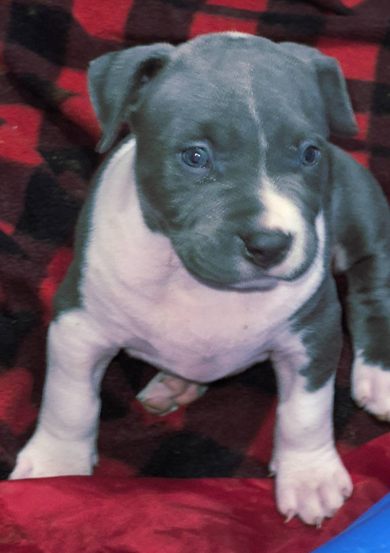 River, a male American Bully for sale in Chicago, IL – Photo 8 of 8