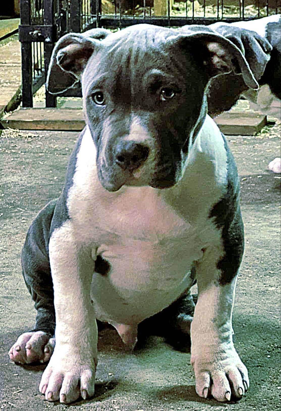 River, a male American Bully for sale in Chicago, IL – Photo 5 of 8