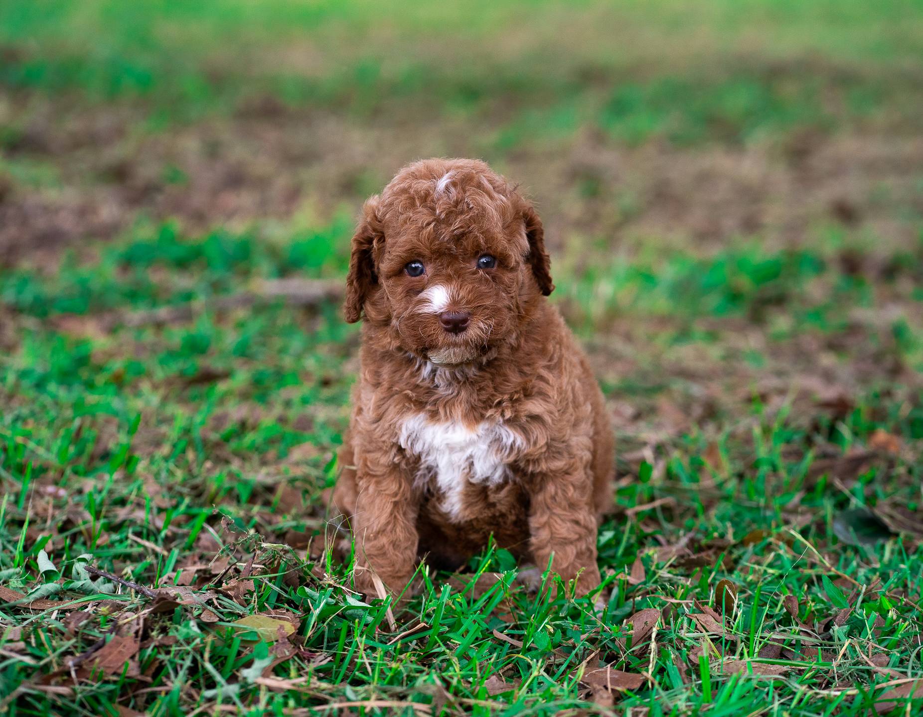 Sugar, a female Poodle - Miniature  for sale in Miami, FL – Photo 2 of 2