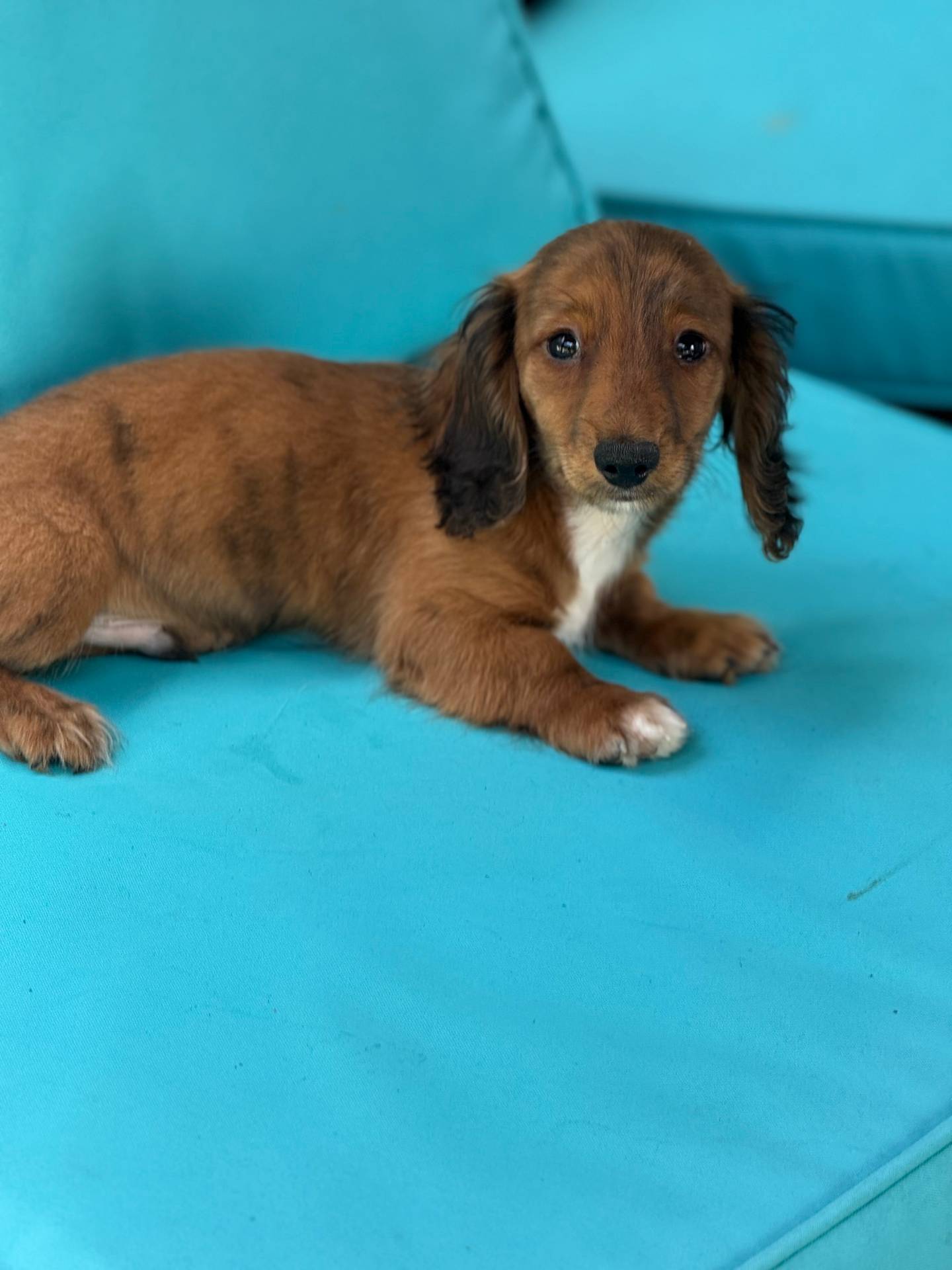 Biscuit, a male Miniature Dachshund for sale in Plum, PA – Photo 2 of 9