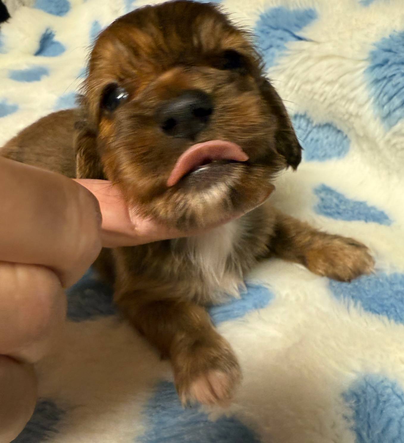 Biscuit, a male Miniature Dachshund for sale in Plum, PA – Photo 6 of 9