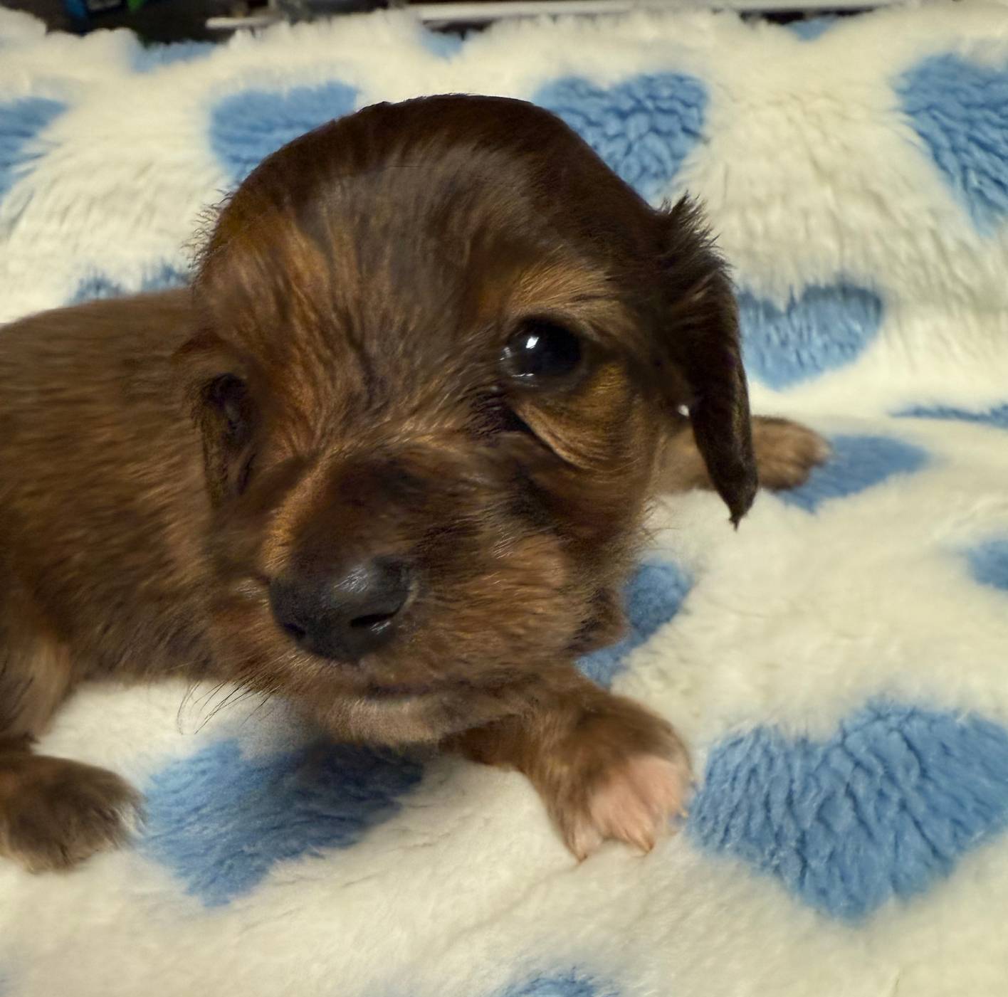 Biscuit, a male Miniature Dachshund for sale in Plum, PA – Photo 7 of 9