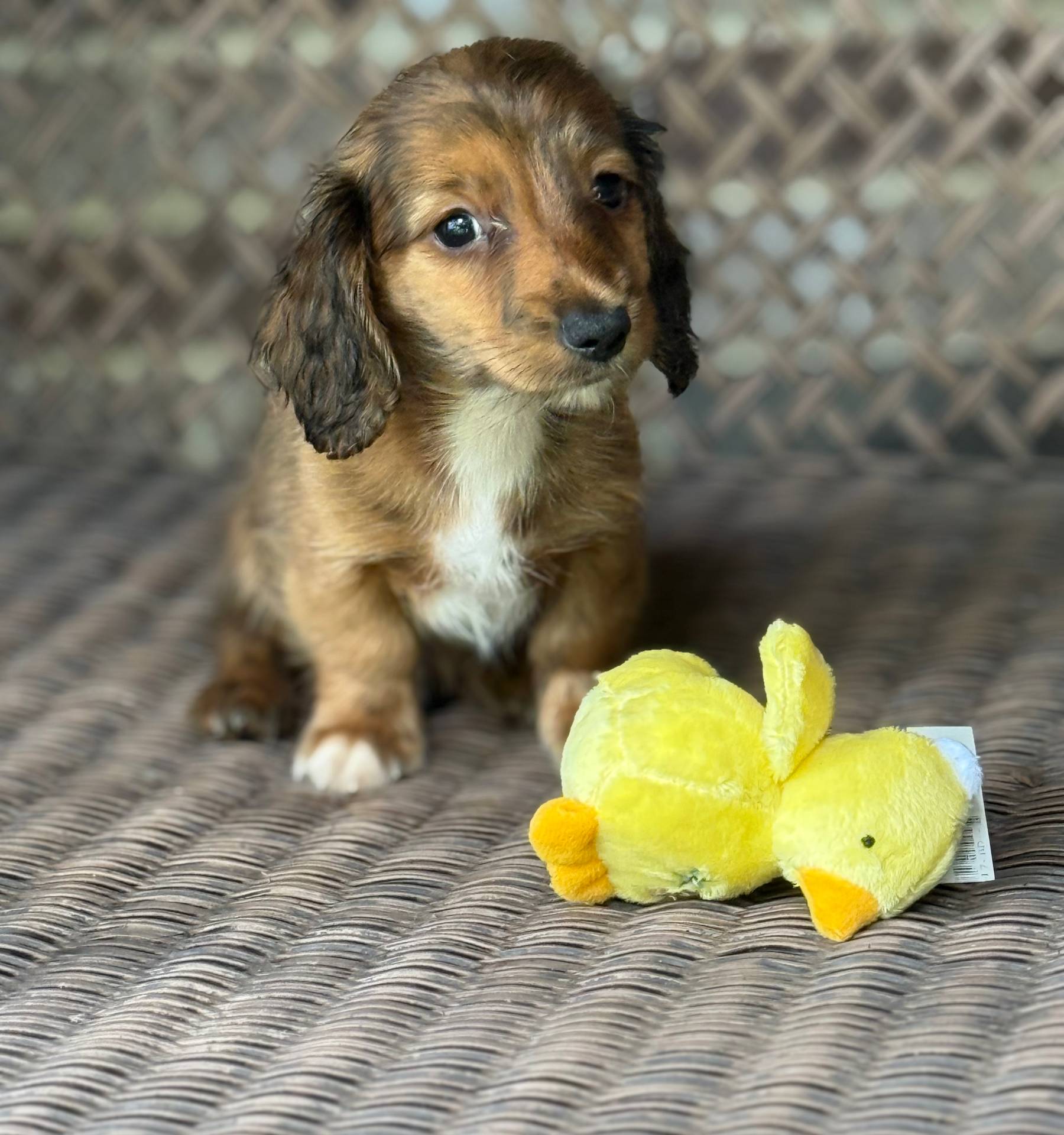 Biscuit, a male Miniature Dachshund for sale in Plum, PA – Photo 5 of 9