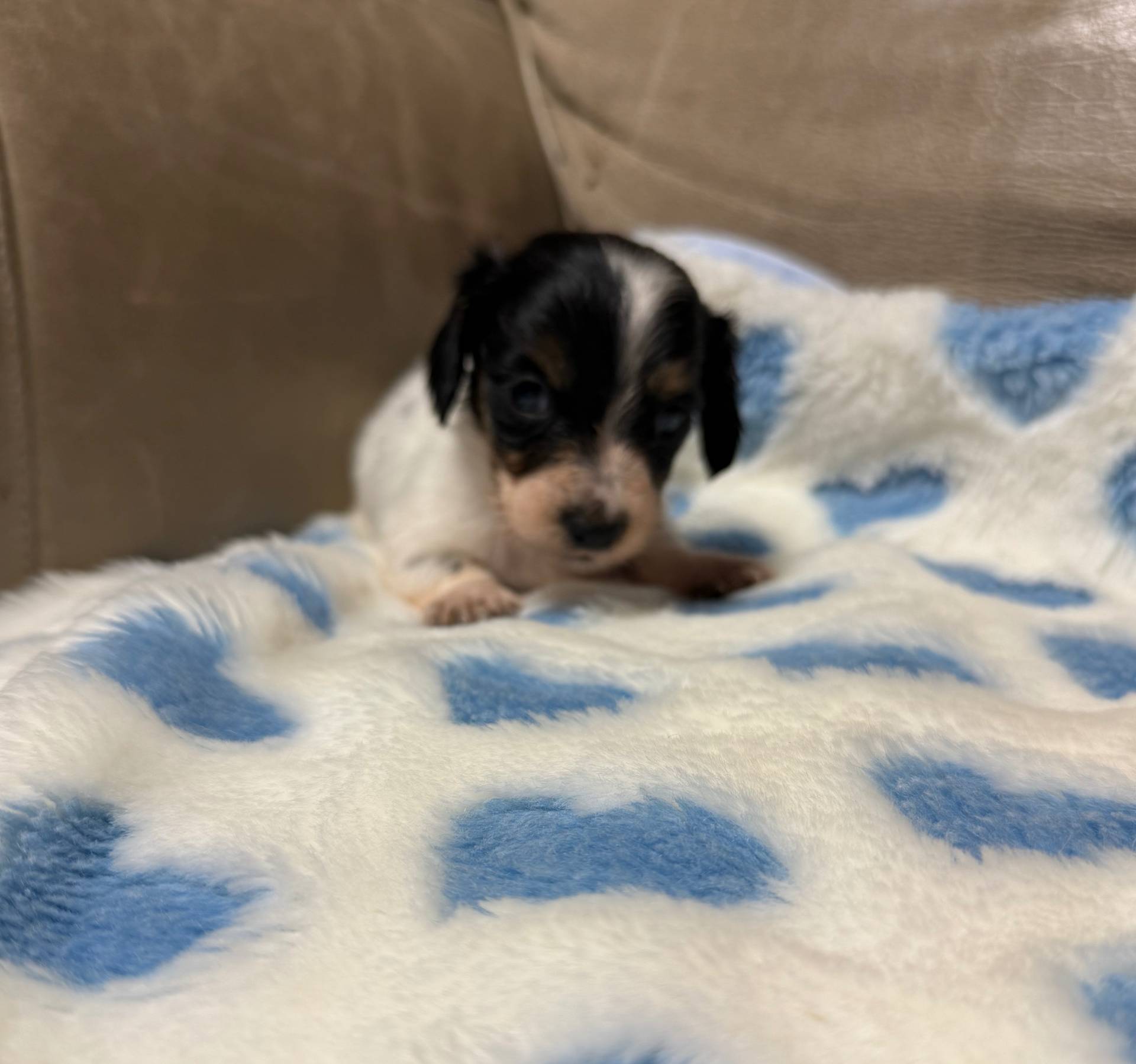 Bruno, a male Miniature Dachshund for sale in Plum, PA – Photo 9 of 10