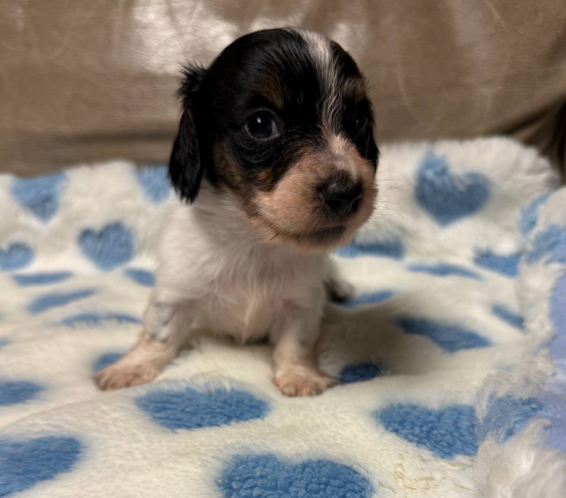 Bruno, a male Miniature Dachshund for sale in Plum, PA – Photo 8 of 10