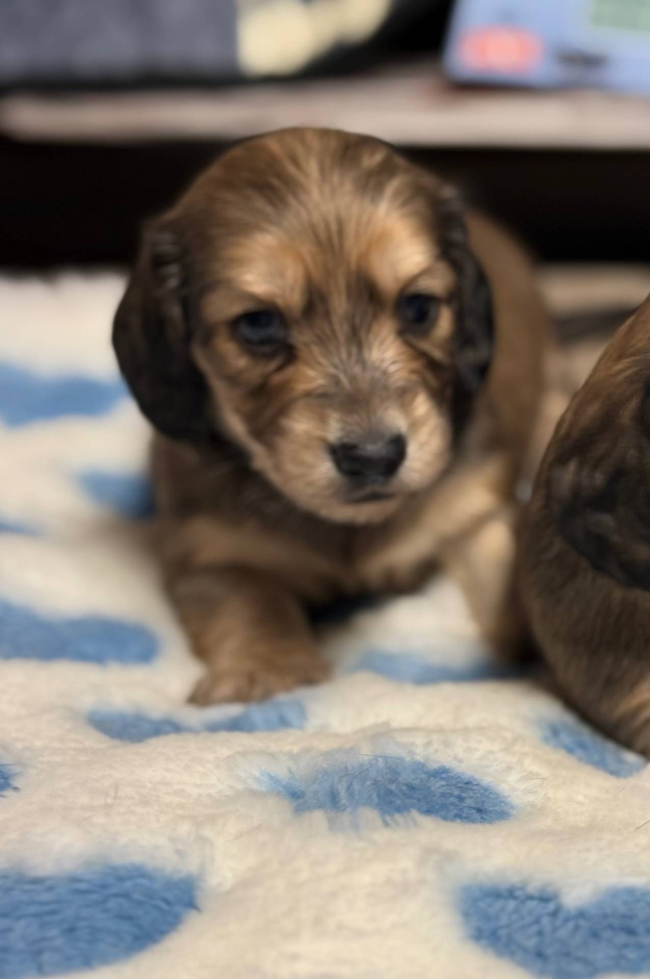 Cream LH Truman💙, a male Miniature Dachshund for sale in Plum, PA – Photo 5 of 9