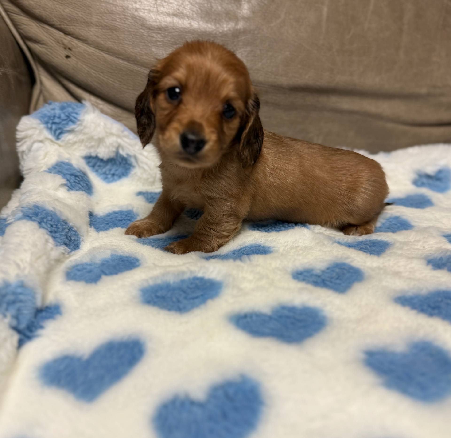 Copper, a male Miniature Dachshund for sale in Plum, PA – Photo 9 of 10