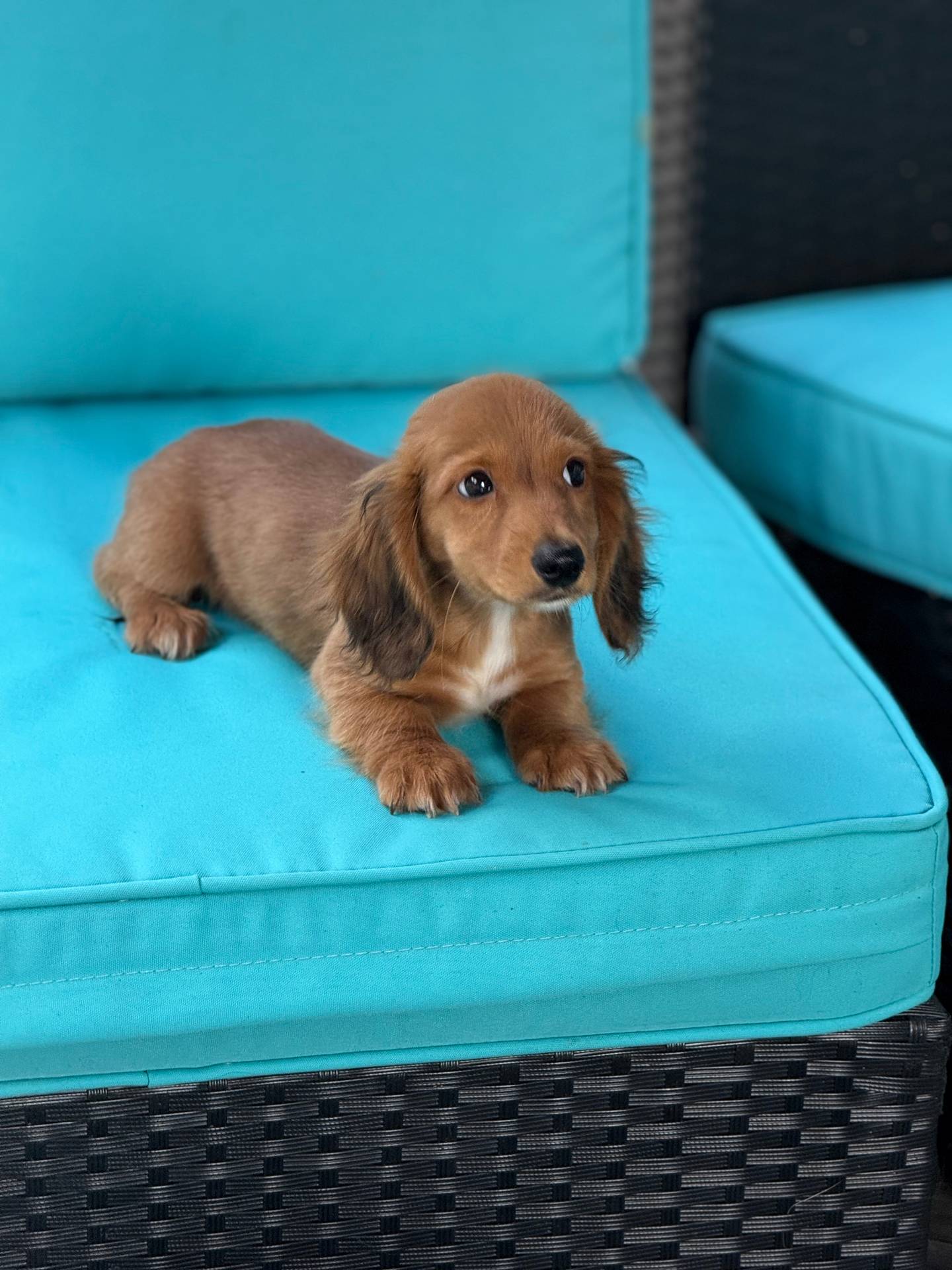 Jake, a male Miniature Dachshund for sale in Plum, PA – Photo 2 of 10