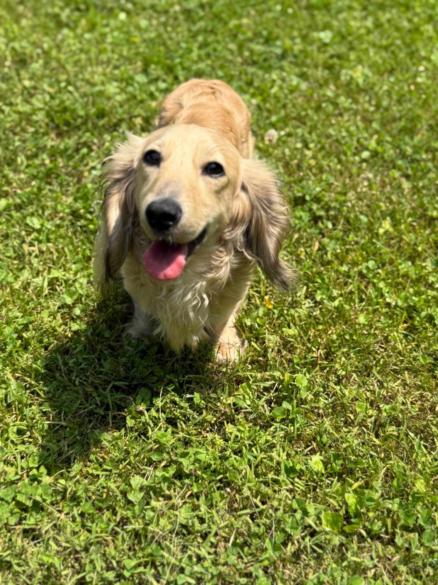 Hadley, a female Miniature Dachshund for sale in Plum, PA – Photo 10 of 10
