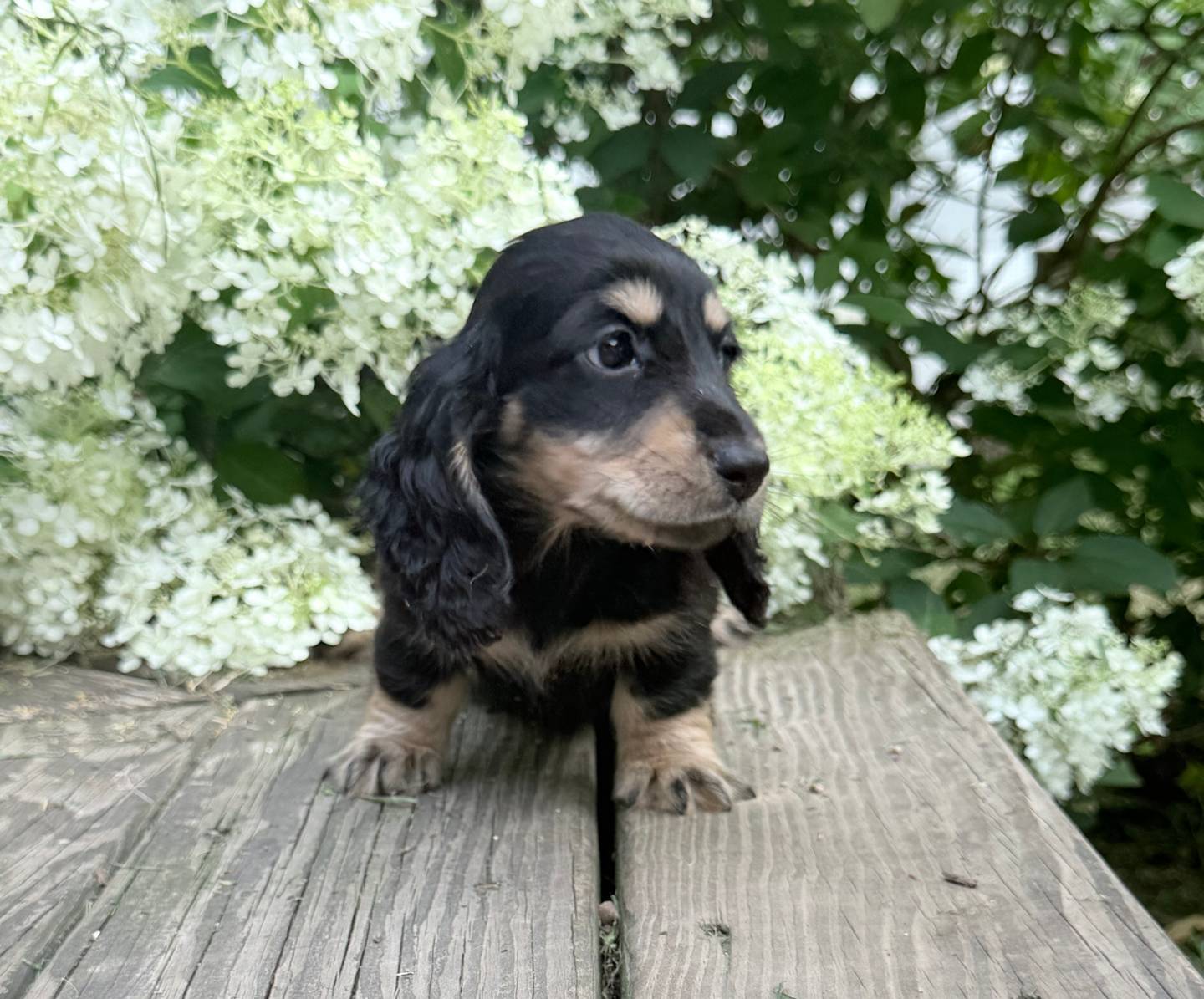 Hadley, a female Miniature Dachshund for sale in Plum, PA – Photo 3 of 10