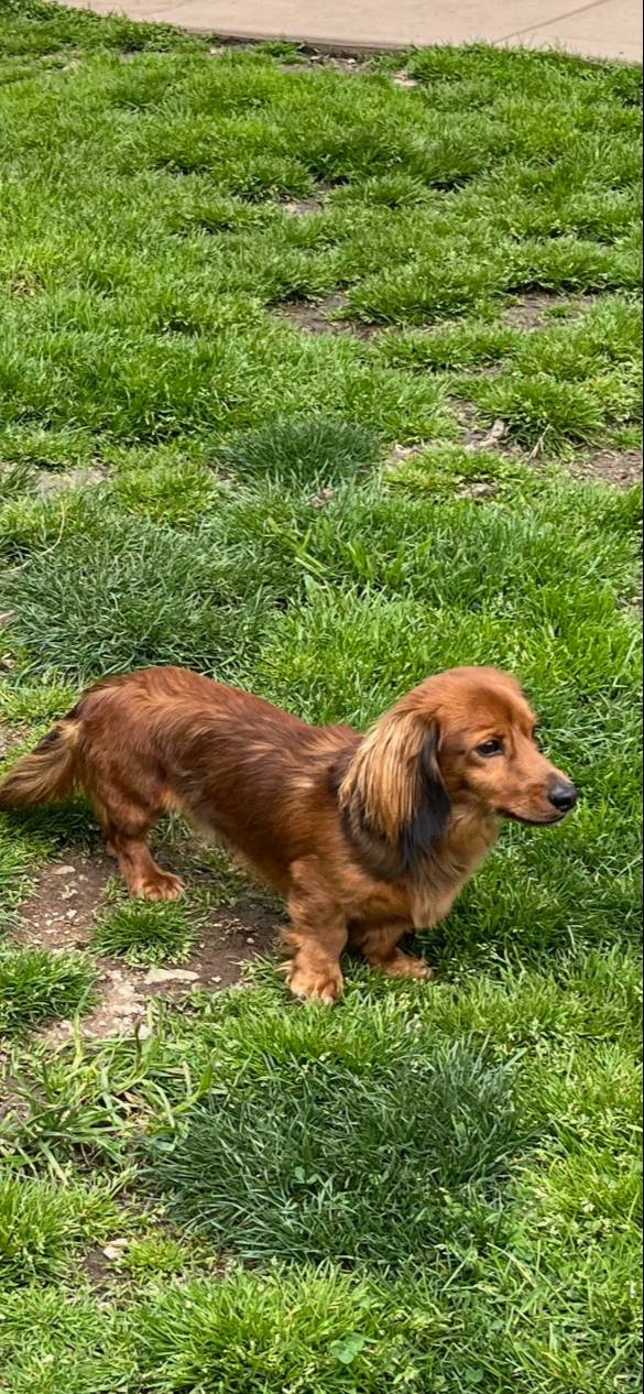 Hadley, a female Miniature Dachshund for sale in Plum, PA – Photo 9 of 10