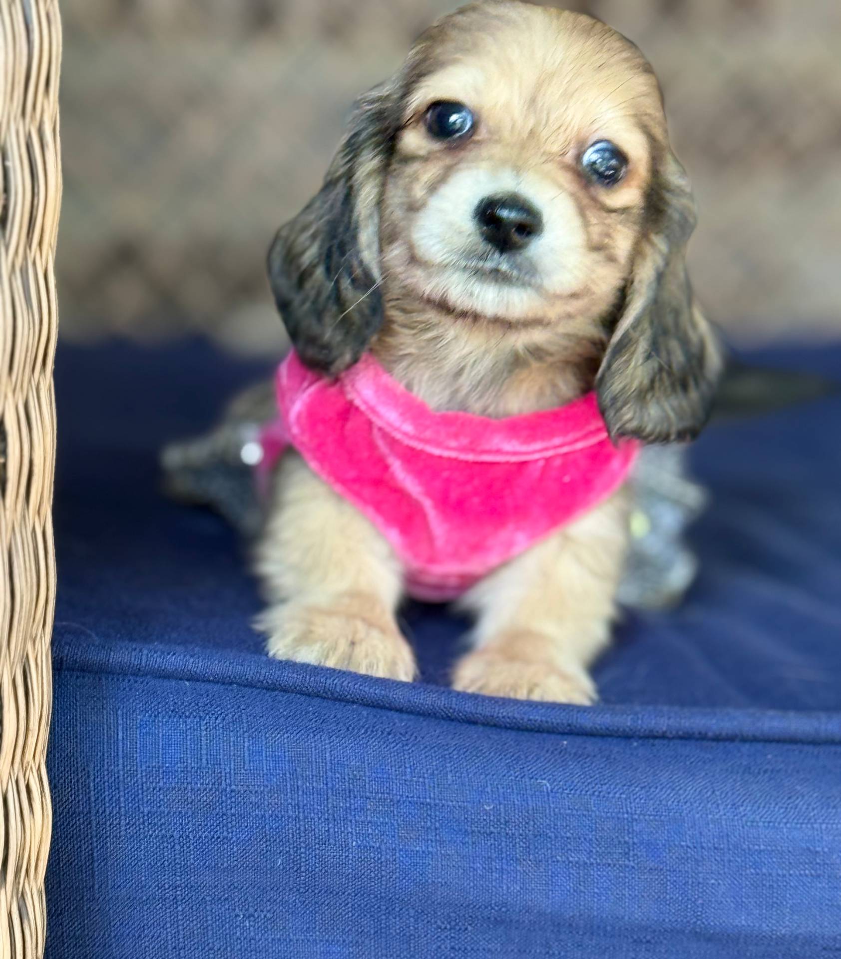 Cream LH Ellie🩷, a female Miniature Dachshund for sale in Plum, PA – Photo 7 of 9