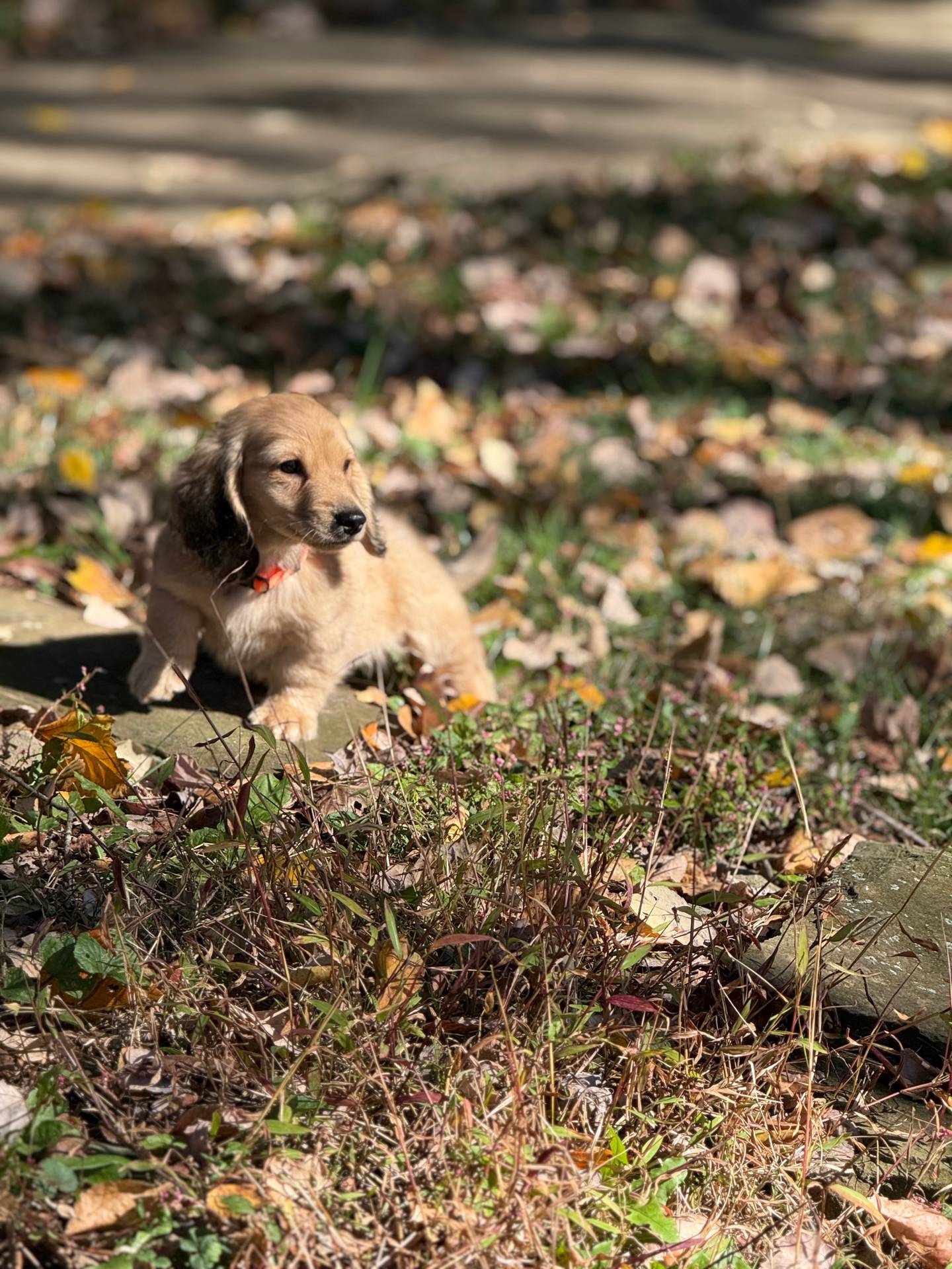 Cream LH Arthur🩵, a male Miniature Dachshund for sale in Plum, PA – Photo 2 of 9