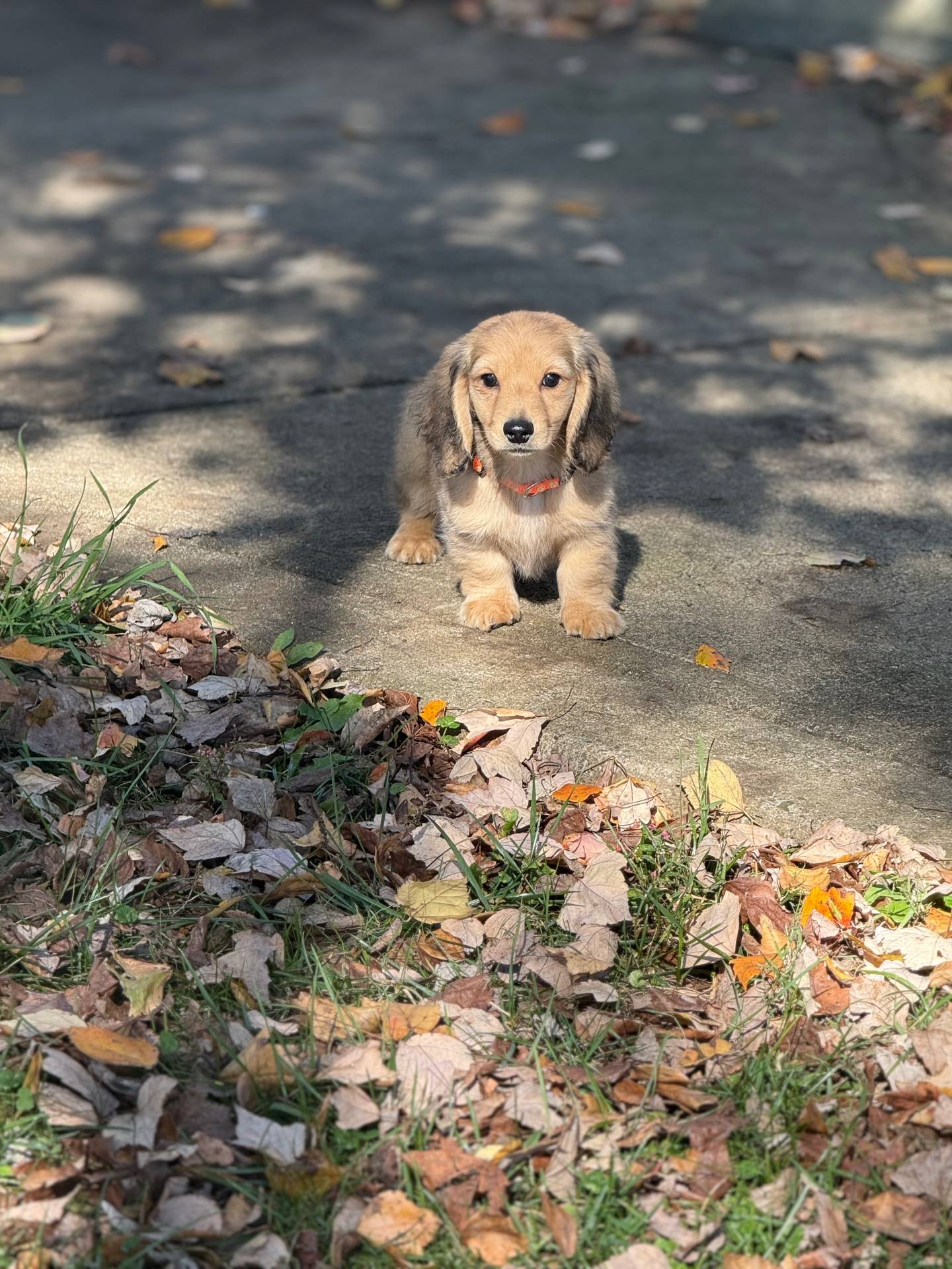Cream LH Arthur🩵, a male Miniature Dachshund for sale in Plum, PA – Photo 3 of 9