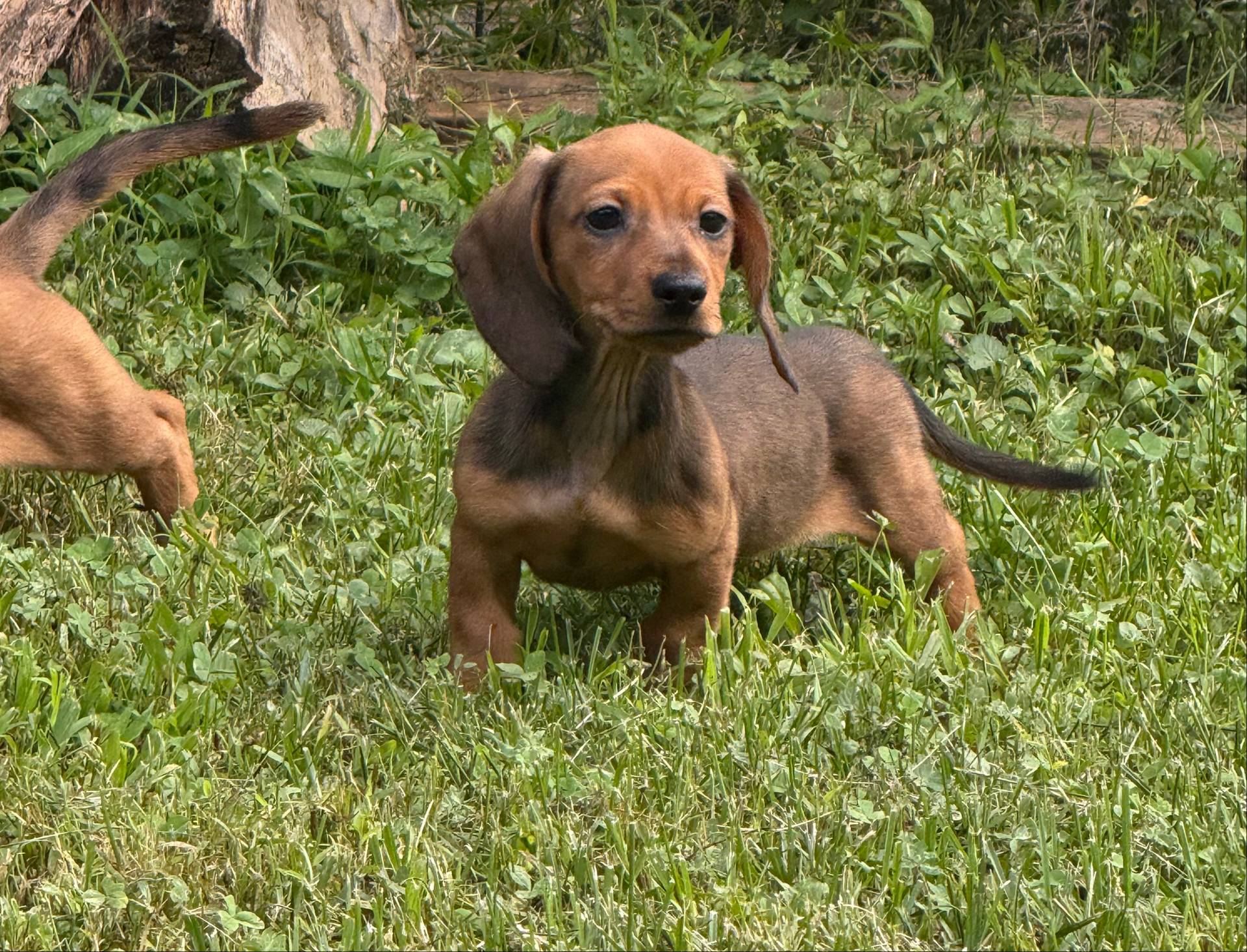 Ruby, a female Miniature Dachshund for sale in Plum, PA – Photo 10 of 10