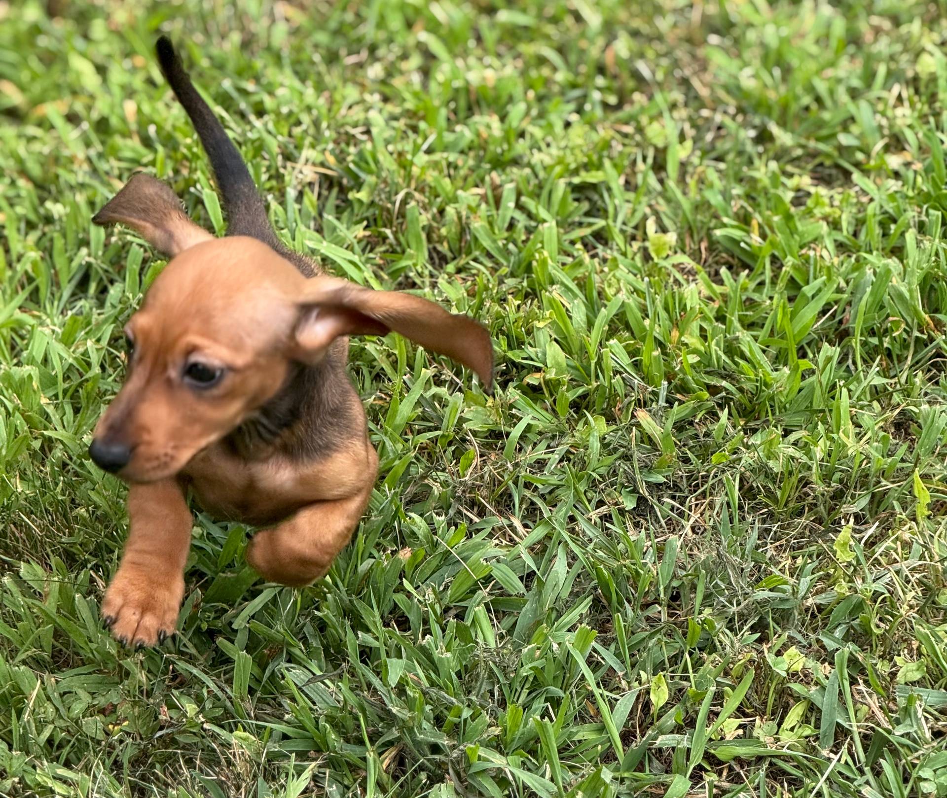 Ruby, a female Miniature Dachshund for sale in Plum, PA – Photo 3 of 10