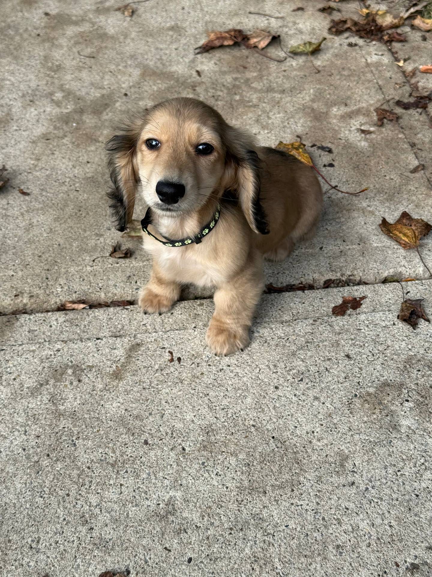 Cream LH Bentley💙, a male Miniature Dachshund for sale in Plum, PA – Photo 4 of 8
