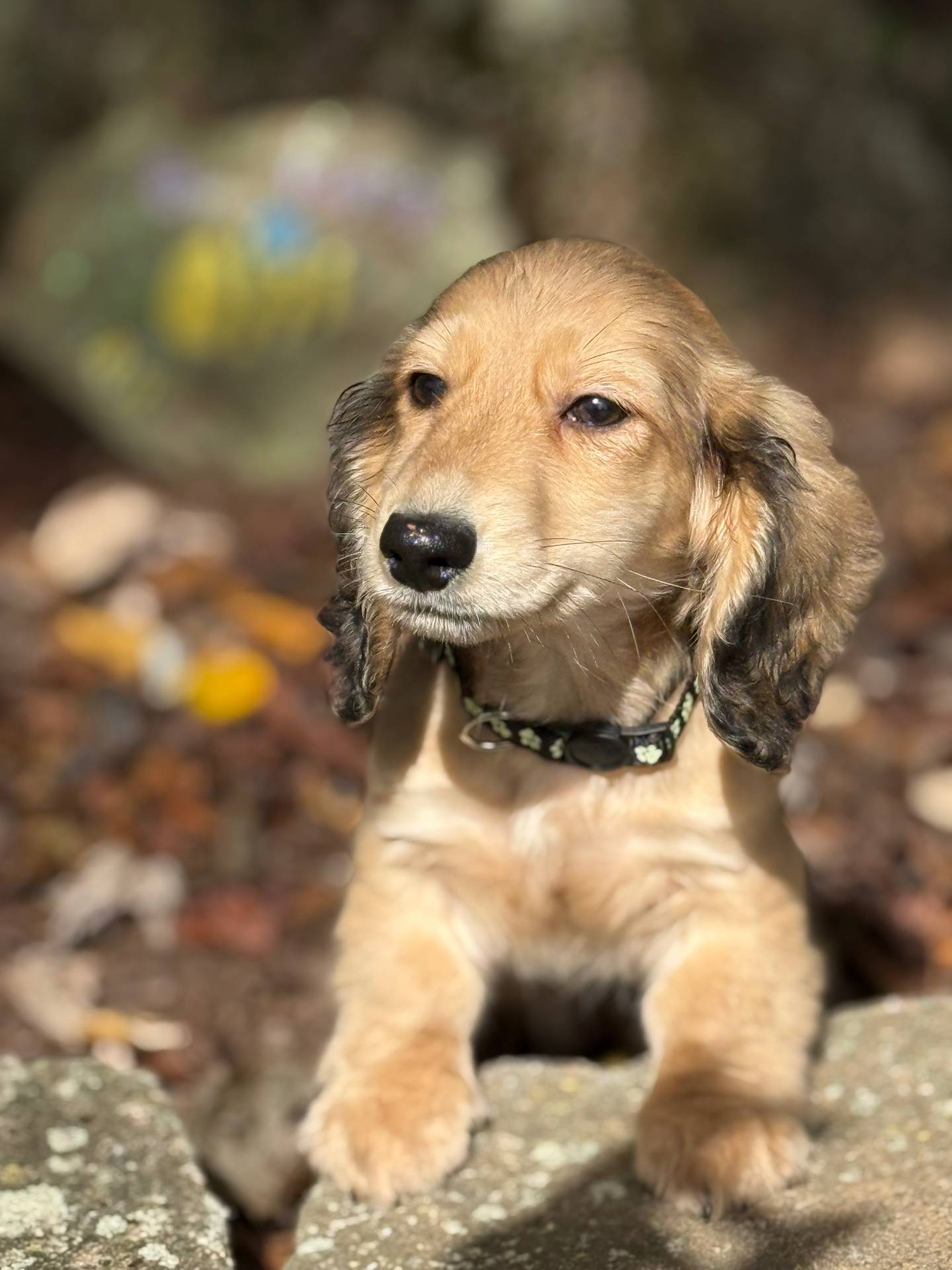 Cream LH Bentley💙, a male Miniature Dachshund for sale in Plum, PA – Photo 3 of 8