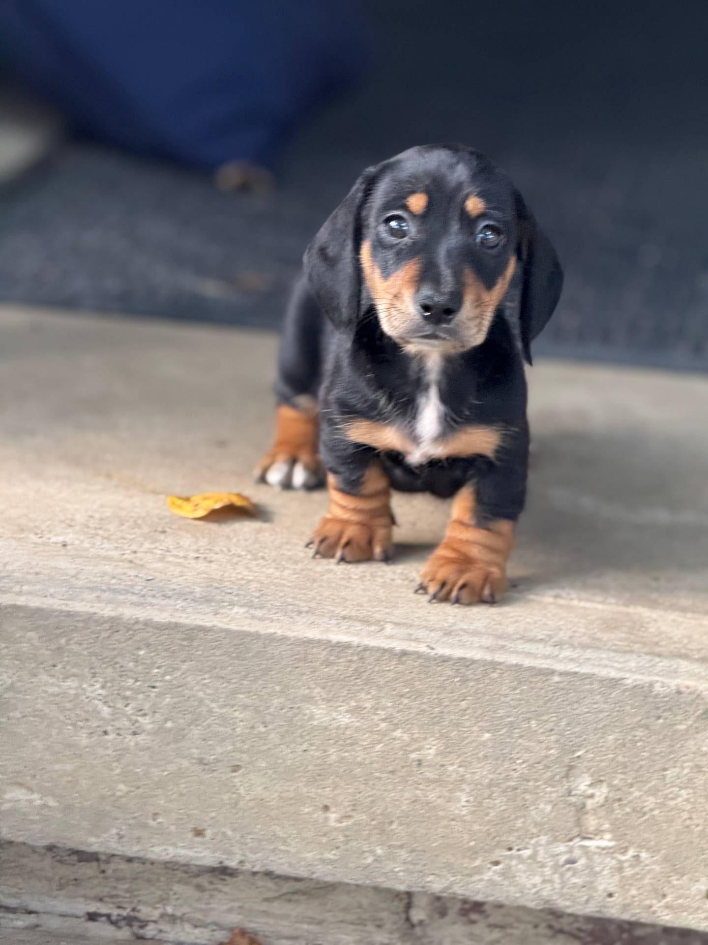 Charlie, a male Miniature Dachshund for sale in Plum, PA – Photo 6 of 10