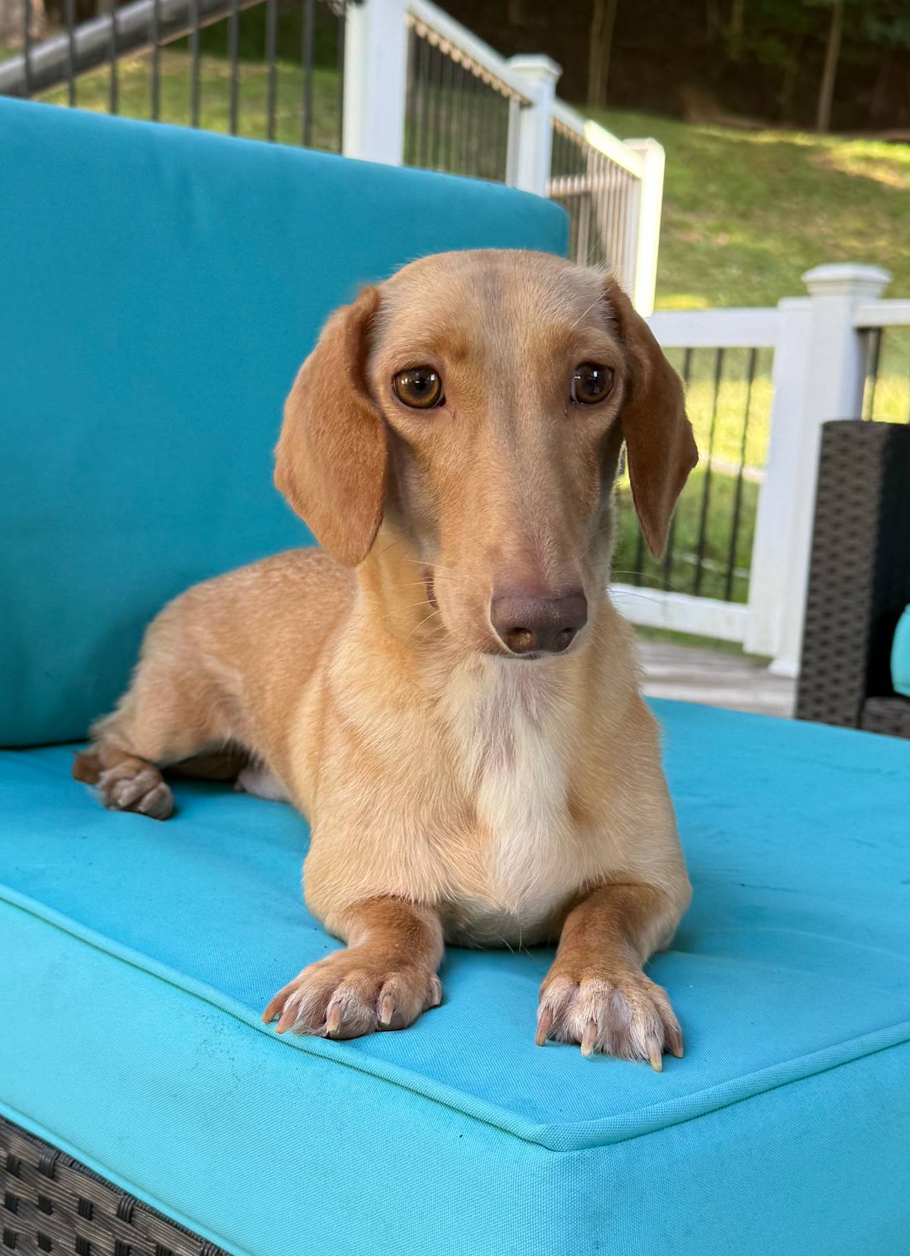 Charlie, a male Miniature Dachshund for sale in Plum, PA – Photo 9 of 10