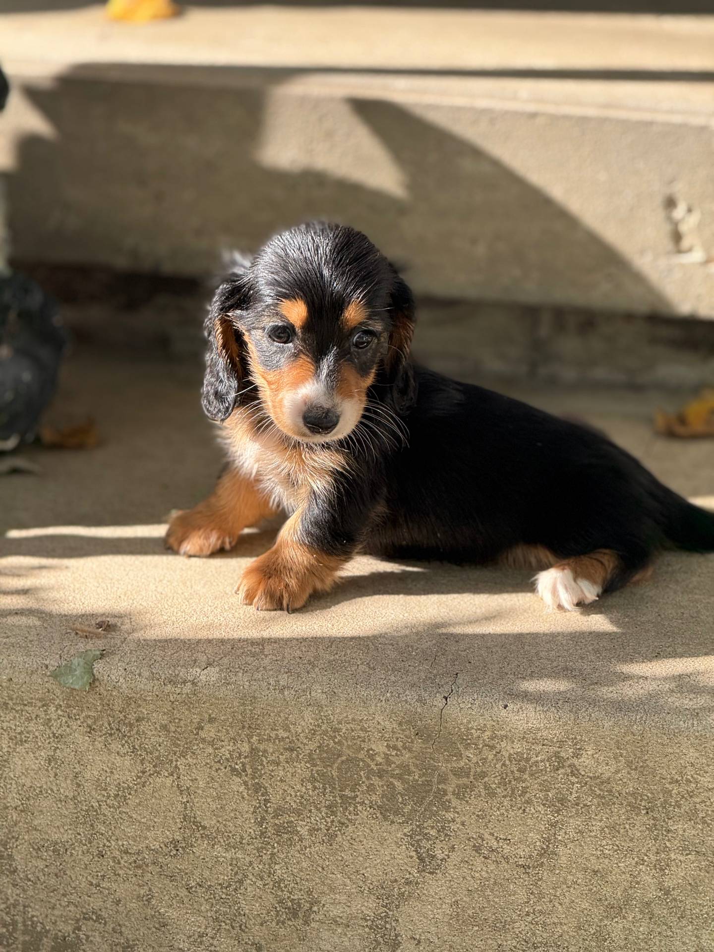 DASHA🩷, a female Miniature Dachshund for sale in Plum, PA – Photo 3 of 8