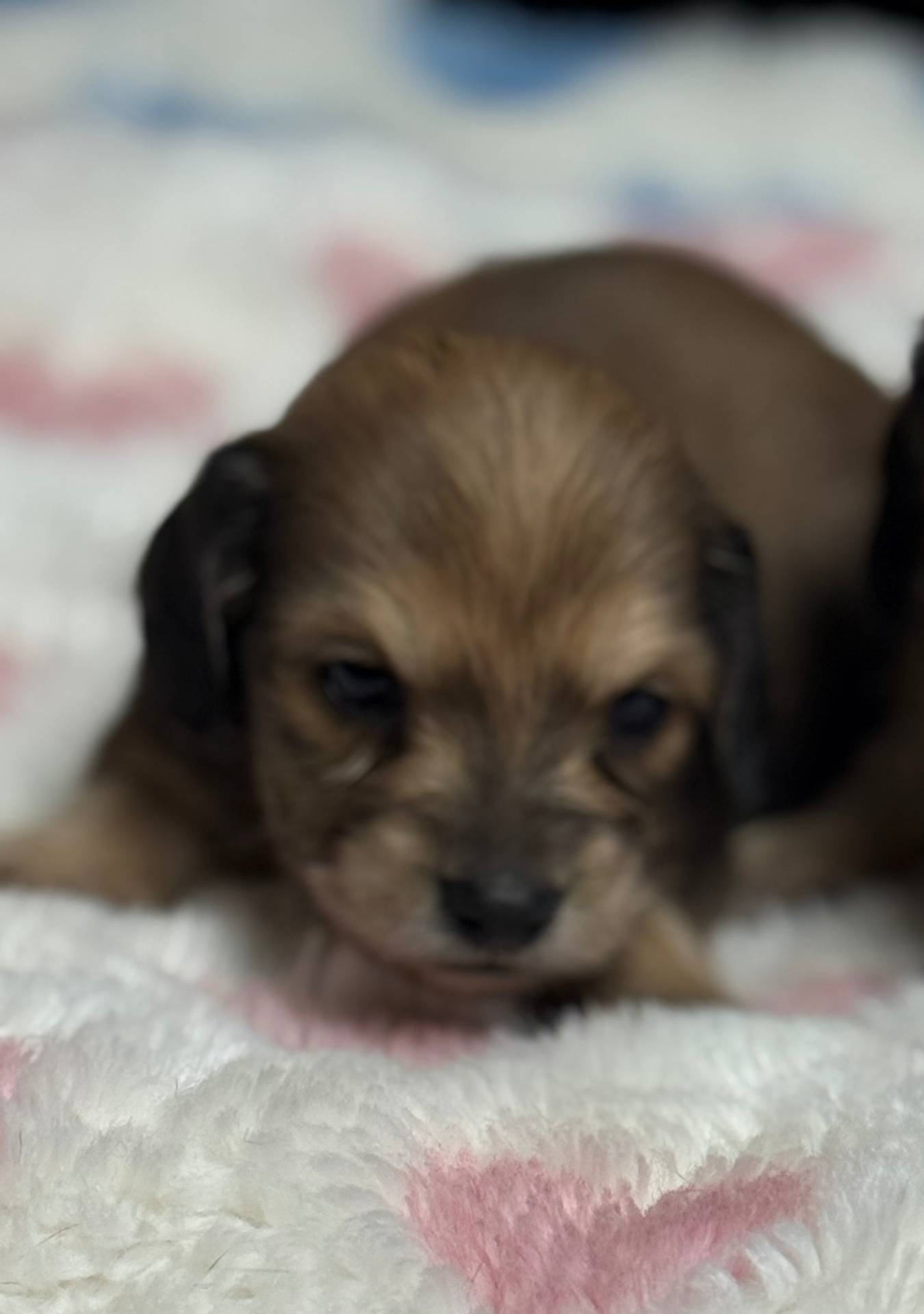 Cream LH Ava🩷, a female Miniature Dachshund for sale in Plum, PA – Photo 8 of 10