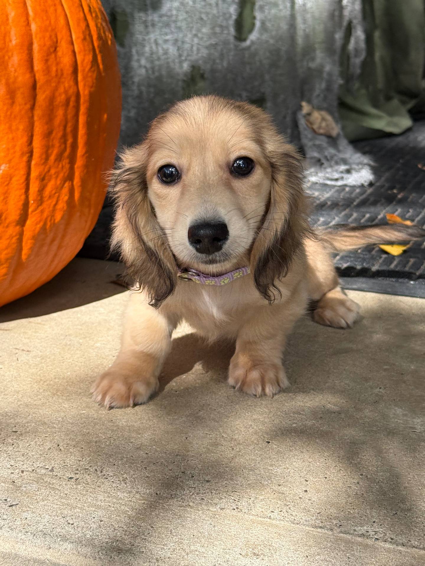 Cream LH Ava🩷, a female Miniature Dachshund for sale in Plum, PA – Photo 5 of 10