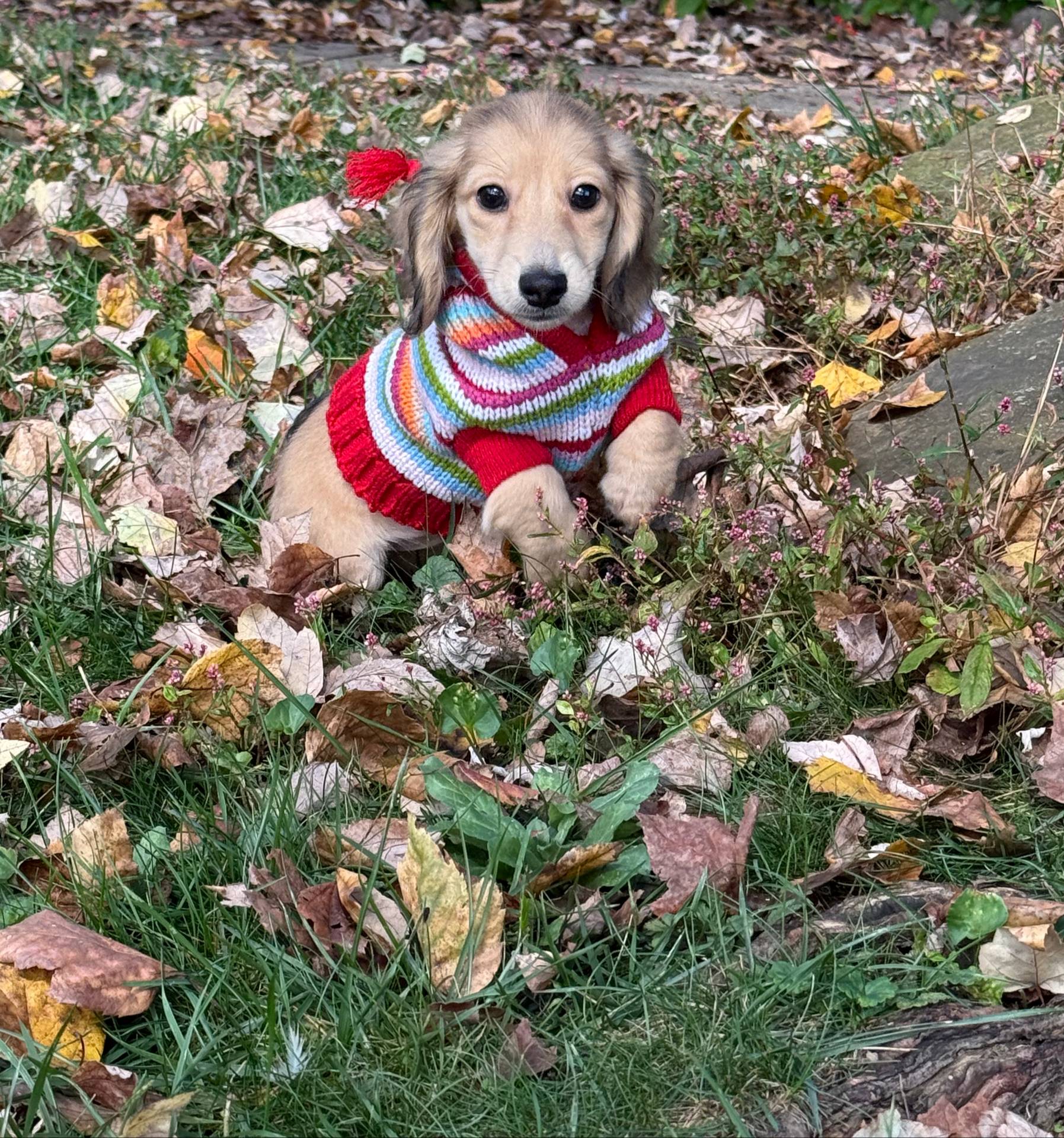 Cream LH Ava🩷, a female Miniature Dachshund for sale in Plum, PA – Photo 2 of 10