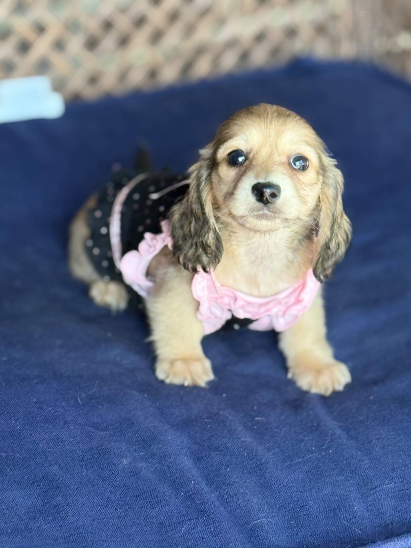Cream LH Ava🩷, a female Miniature Dachshund for sale in Plum, PA – Photo 6 of 10